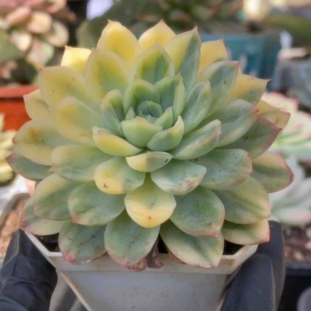 307草莓冰锦锦锦锦锦锦