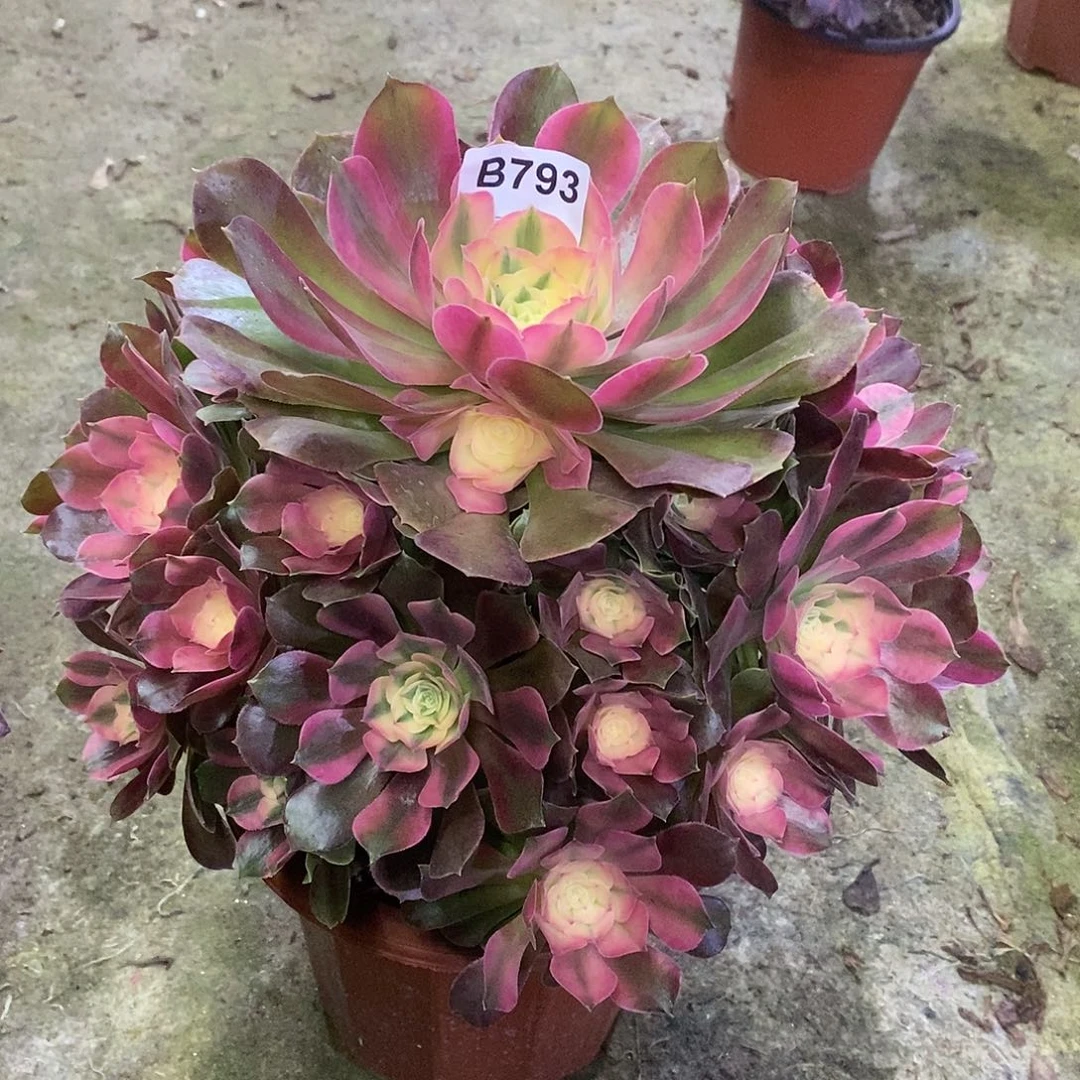 香妃多肉植物793