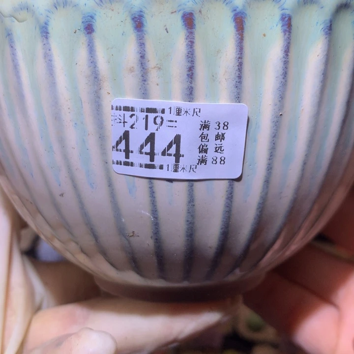精品生石花219.444