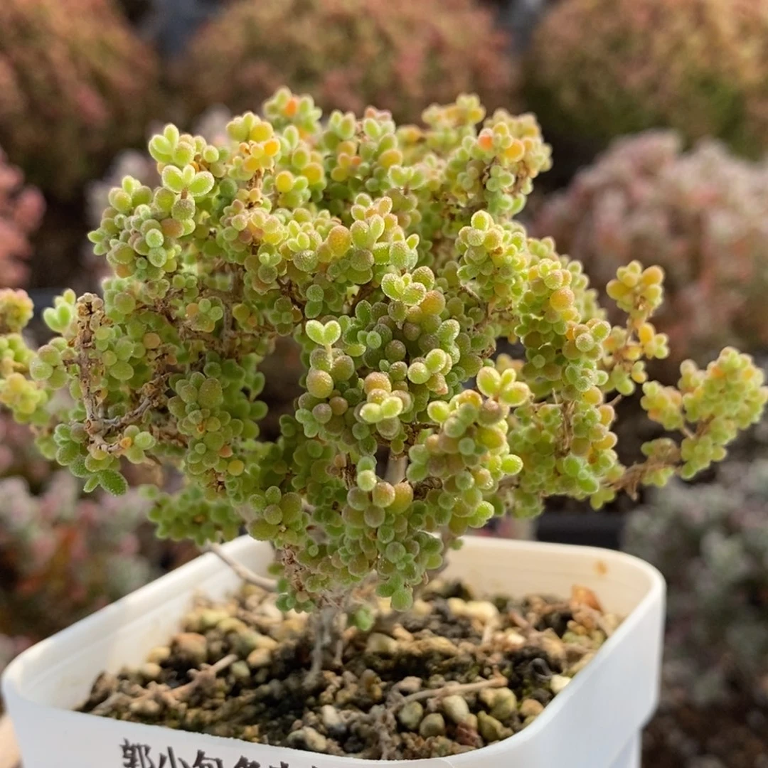 小小米5566枝干番杏