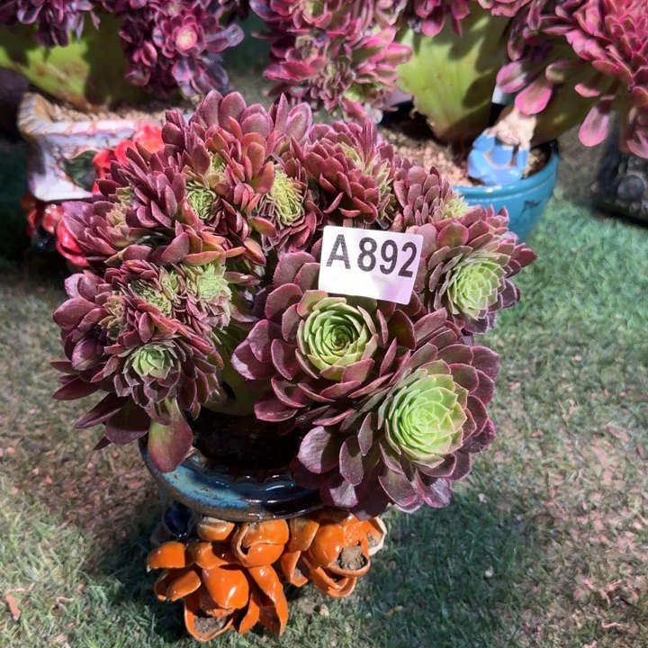 黄金万两法师锦缀化892