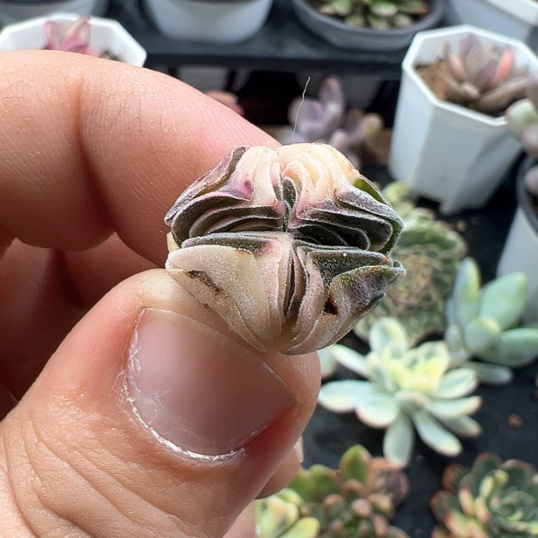 方塔锦头盖 小方花圃一物一拍