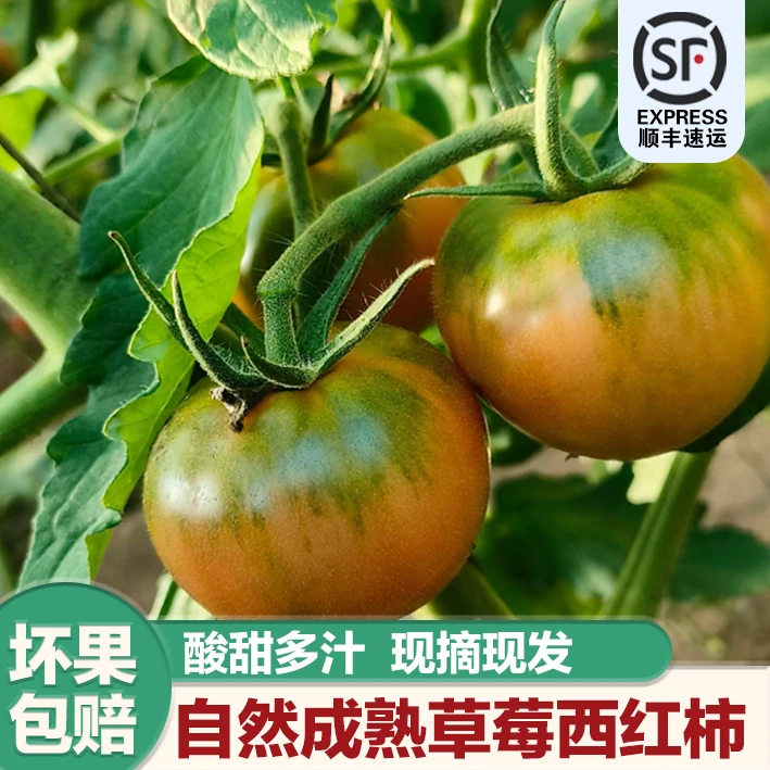 【精品小果】正宗草莓西红柿新鲜现摘草莓番茄营养健康顺丰发货