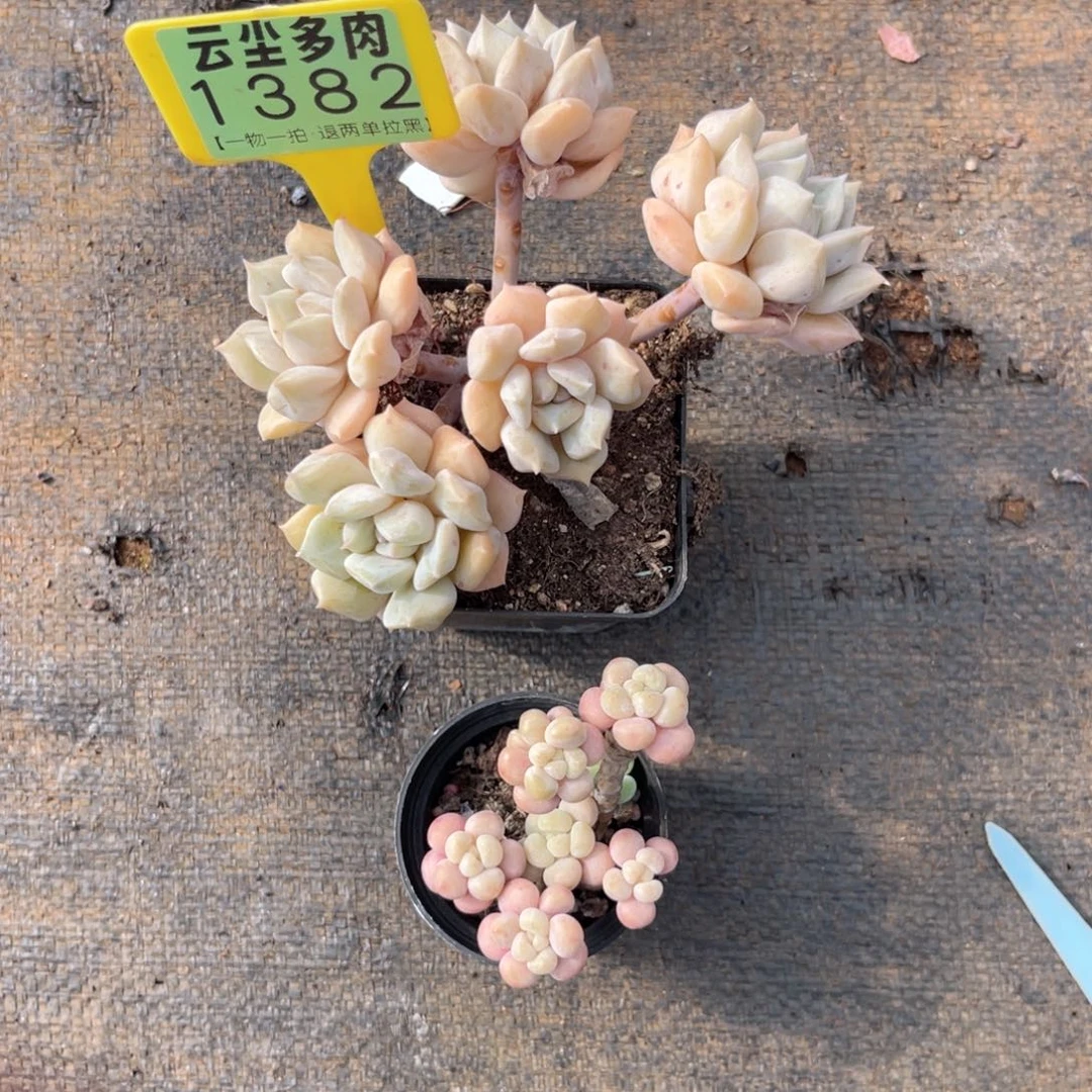 ****业云尘多肉一物一拍1382，