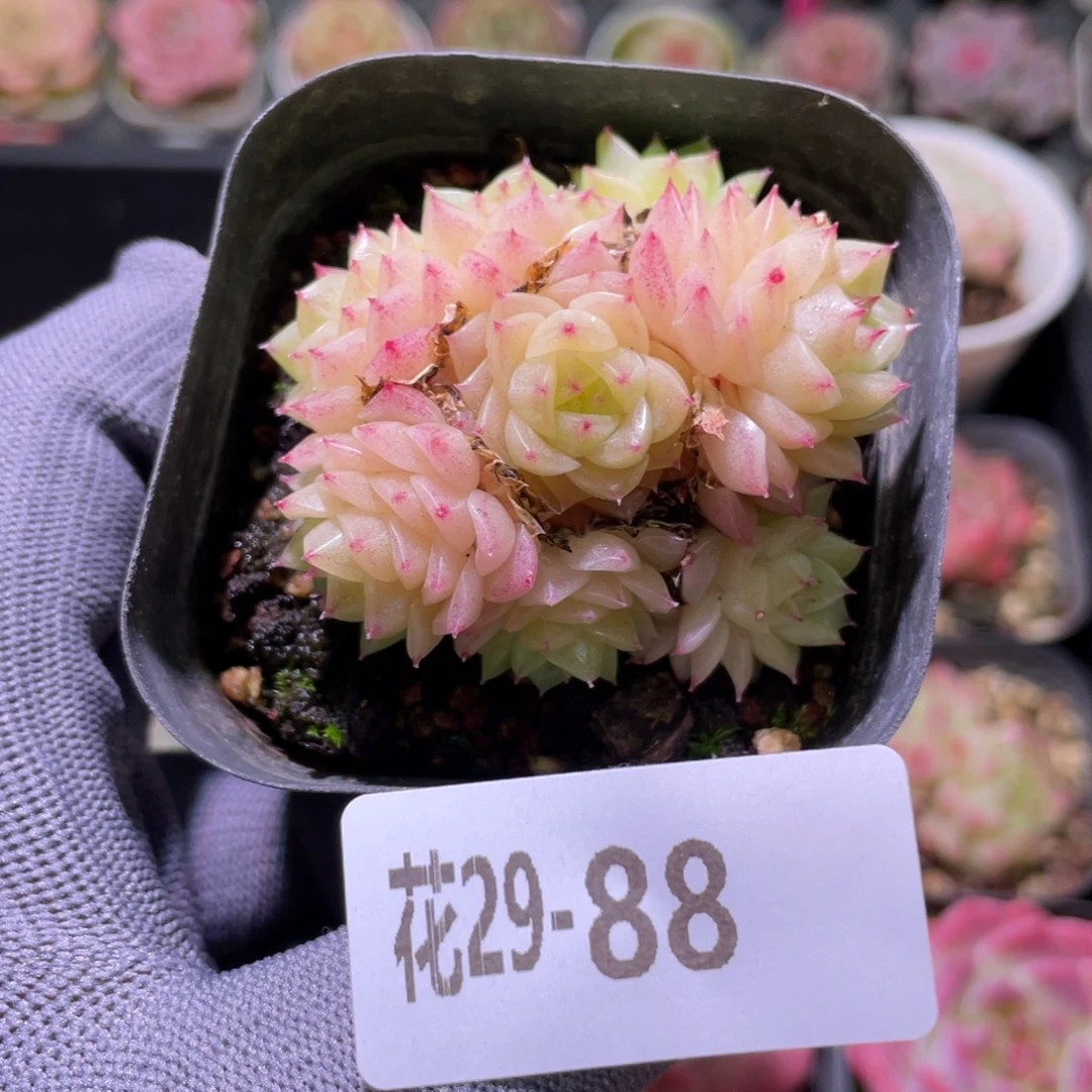 花利美29-88麦秆群