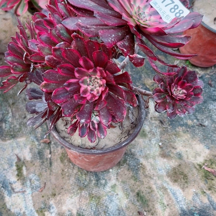 788紫霞多肉植物