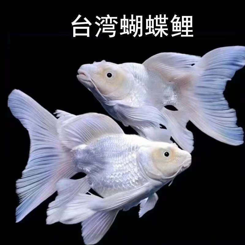 16-18白精品蝴蝶鲤观赏鱼自家渔场直发好养易活赛级