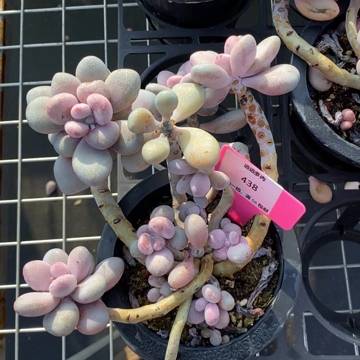 438桃蛋肉肉肉肉肉肉肉