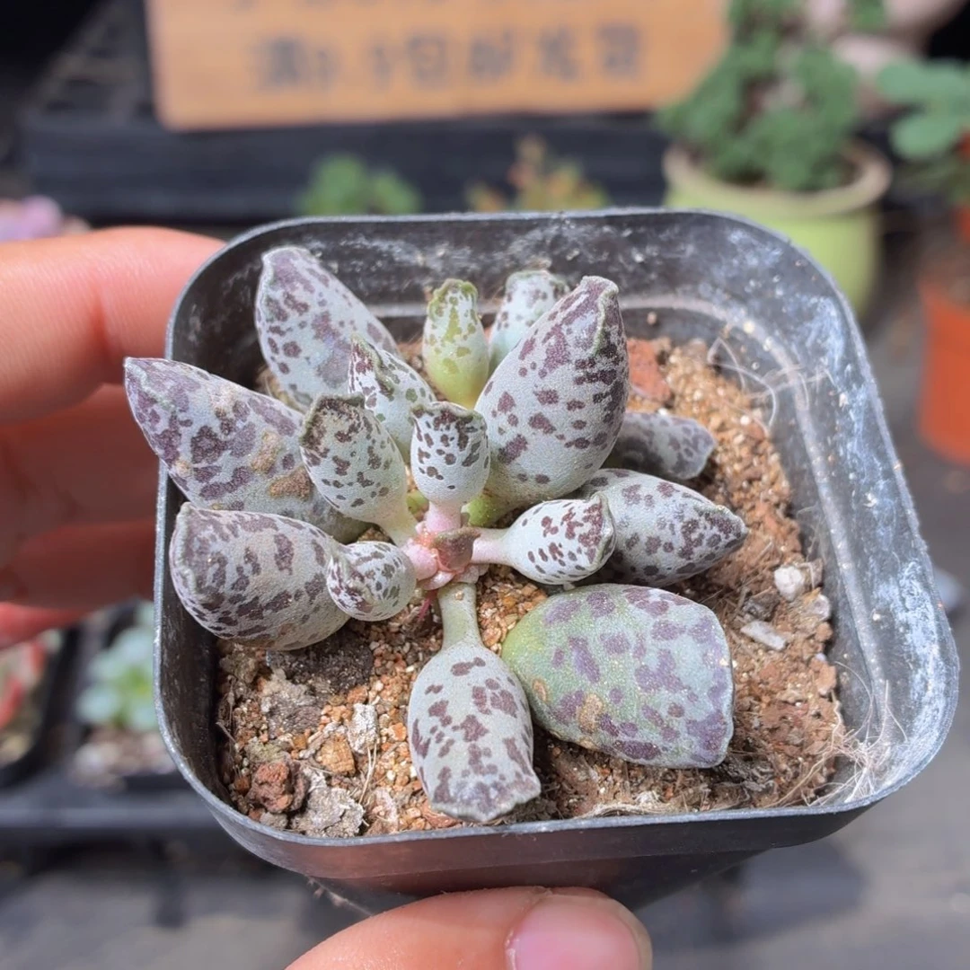 海豹多肉9.9包邮发货