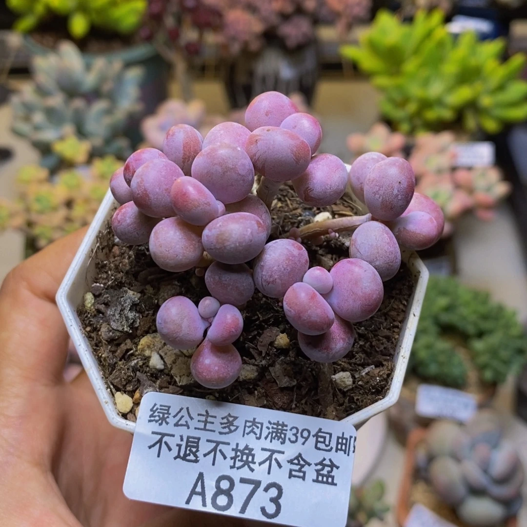 873丸叶奶酪多肉6cm
