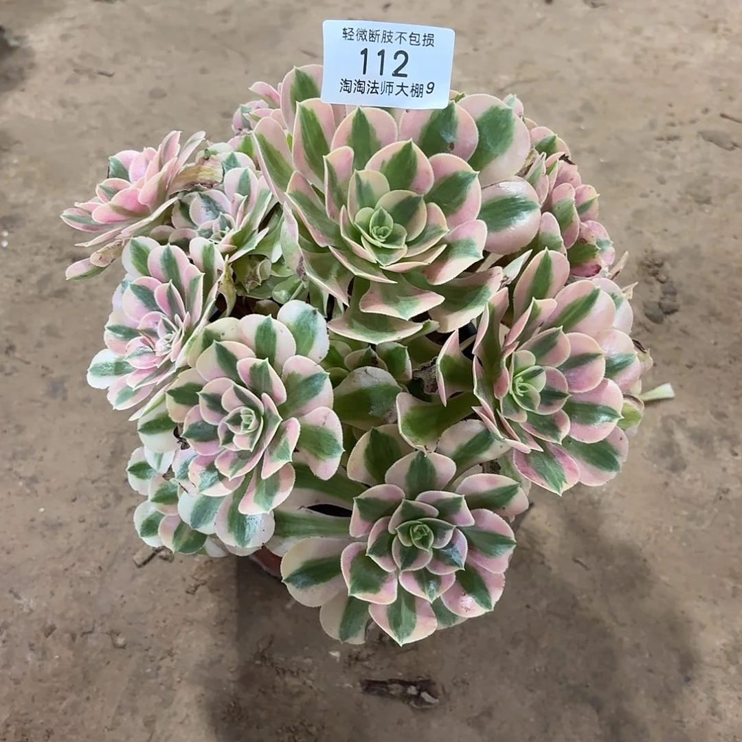 112粉女巫多肉植物法师