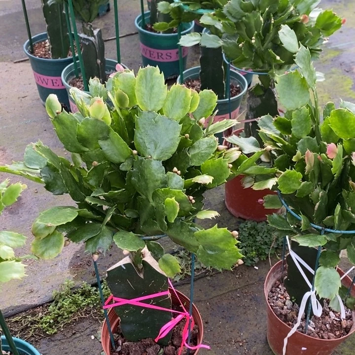 当前无花栽培后可以开花野****u497嫁接060
