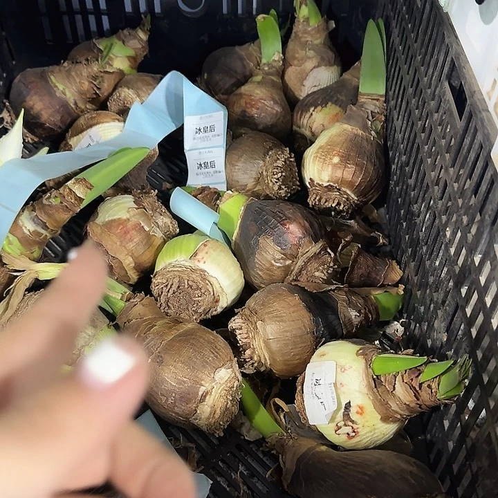 冰皇后6.5公分丑球福利