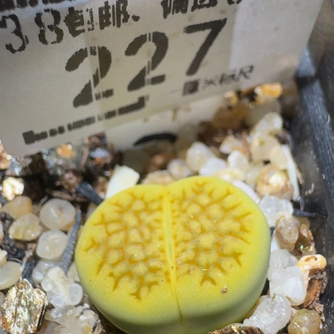 Ssss精品生石花227