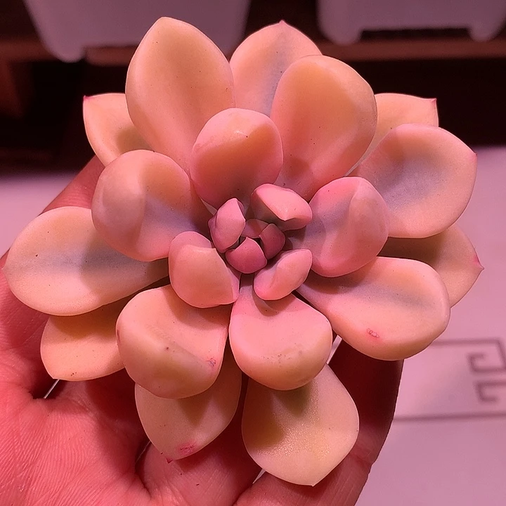 丘比特锦锦锦锦锦锦锦