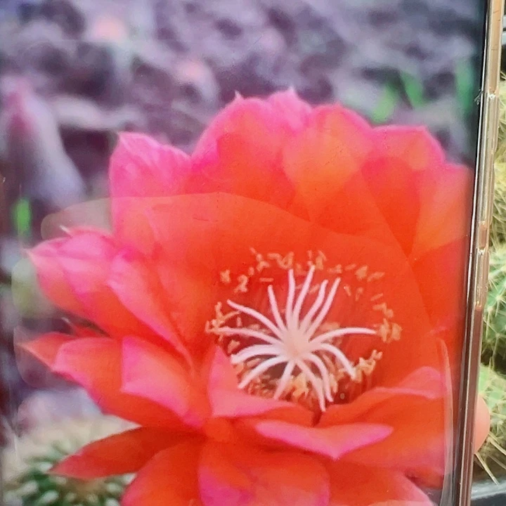 毛花柱红星侧芽拍一发二