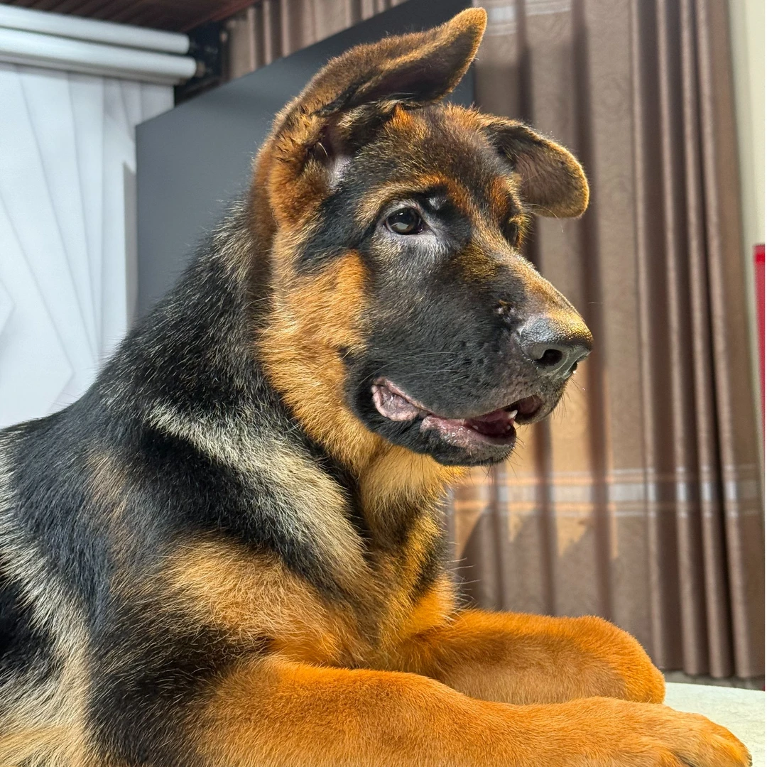 【西德甄选】西德牧羊犬昆特姆&辛巴女儿幼犬公  路飞