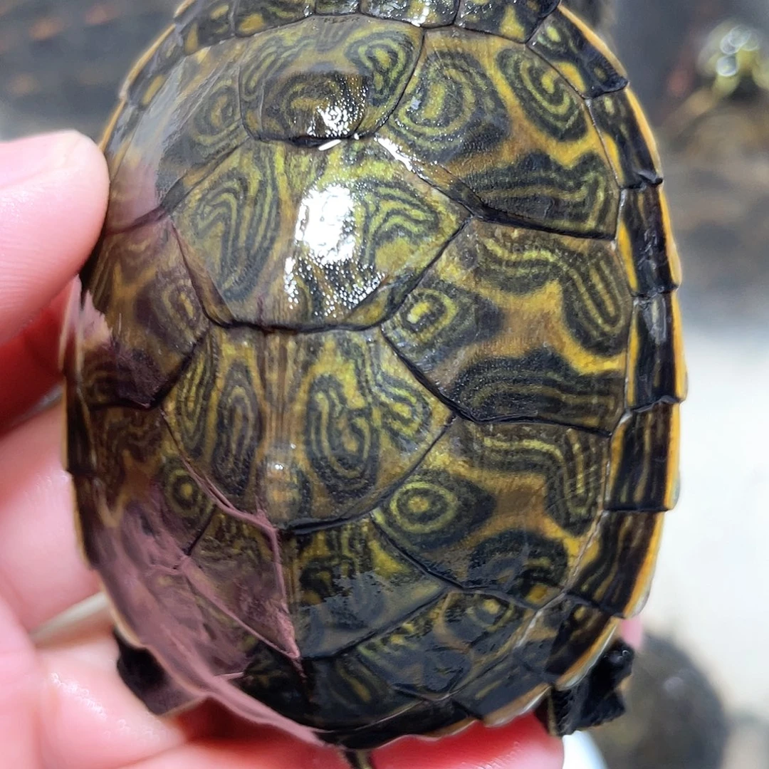 宠物龟不分公母火焰