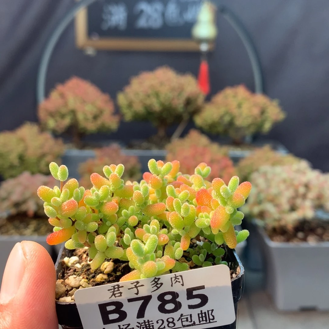 785蜜橘。