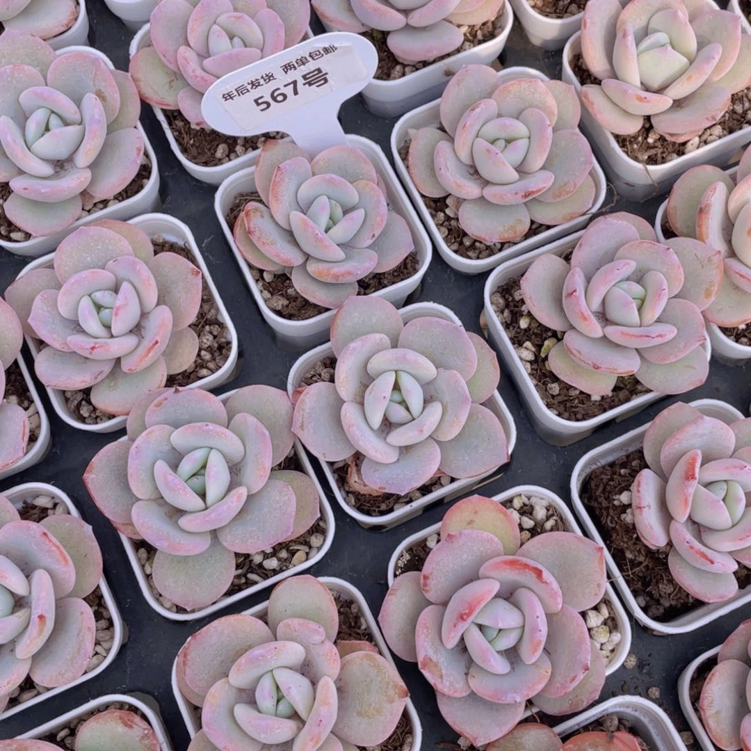 567号新年福利韩货奶茶单头一个