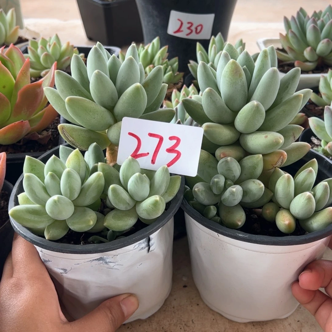【闪购商品】松果。273。 1111111