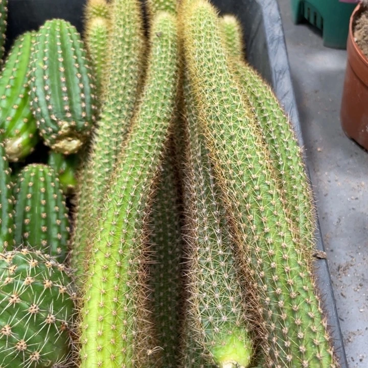 新品金妞玛丽珍黄侧芽15公分