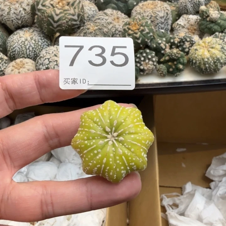 兜星球仙人球735号