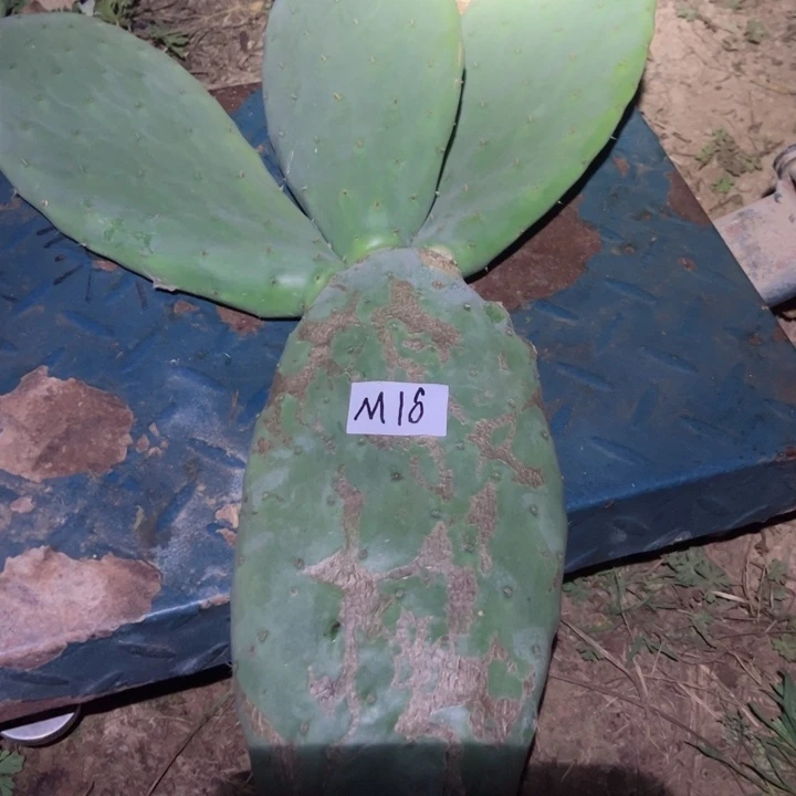 宁*M16仙人掌叶片一群42