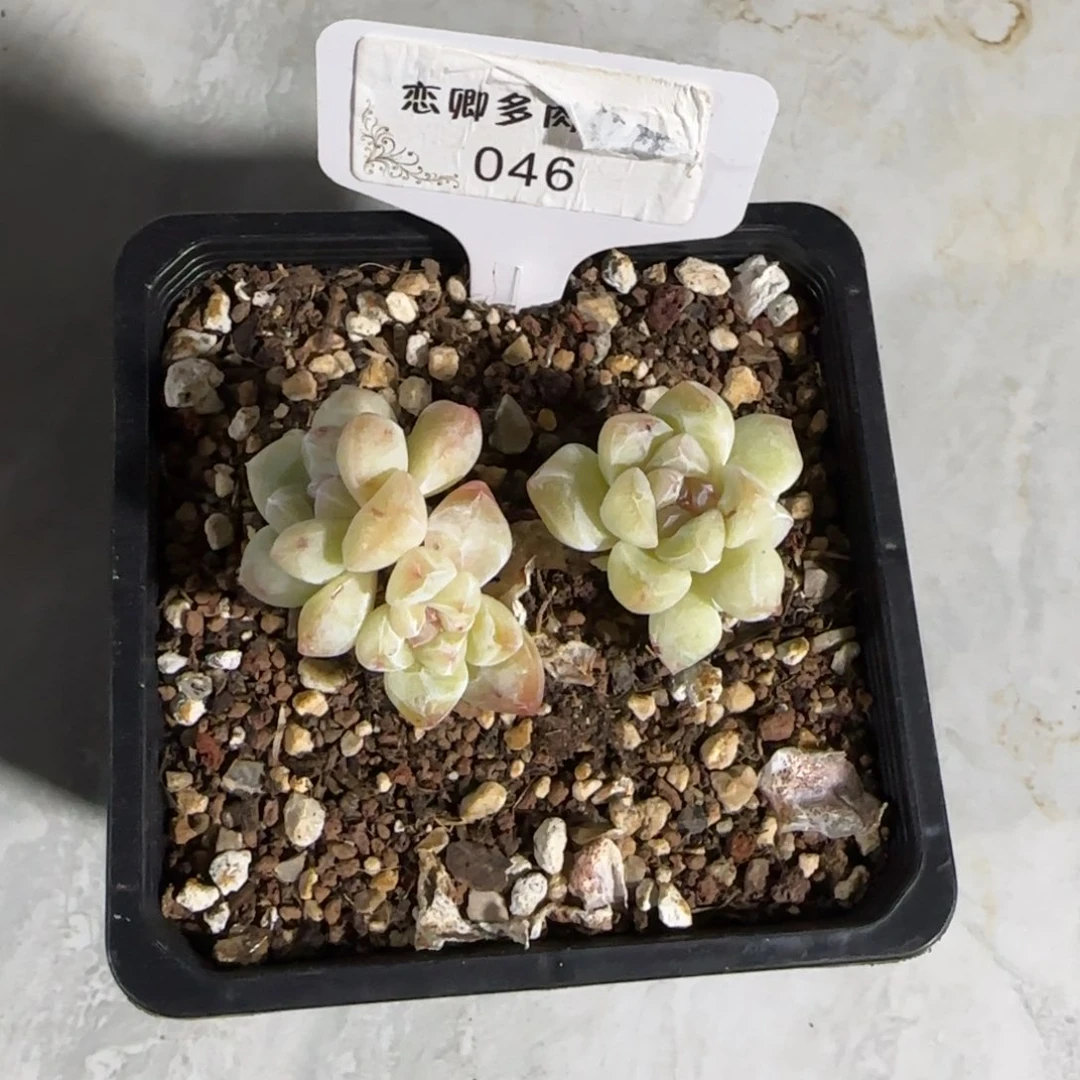 不****⁴046冰玉老桩多头无砍
