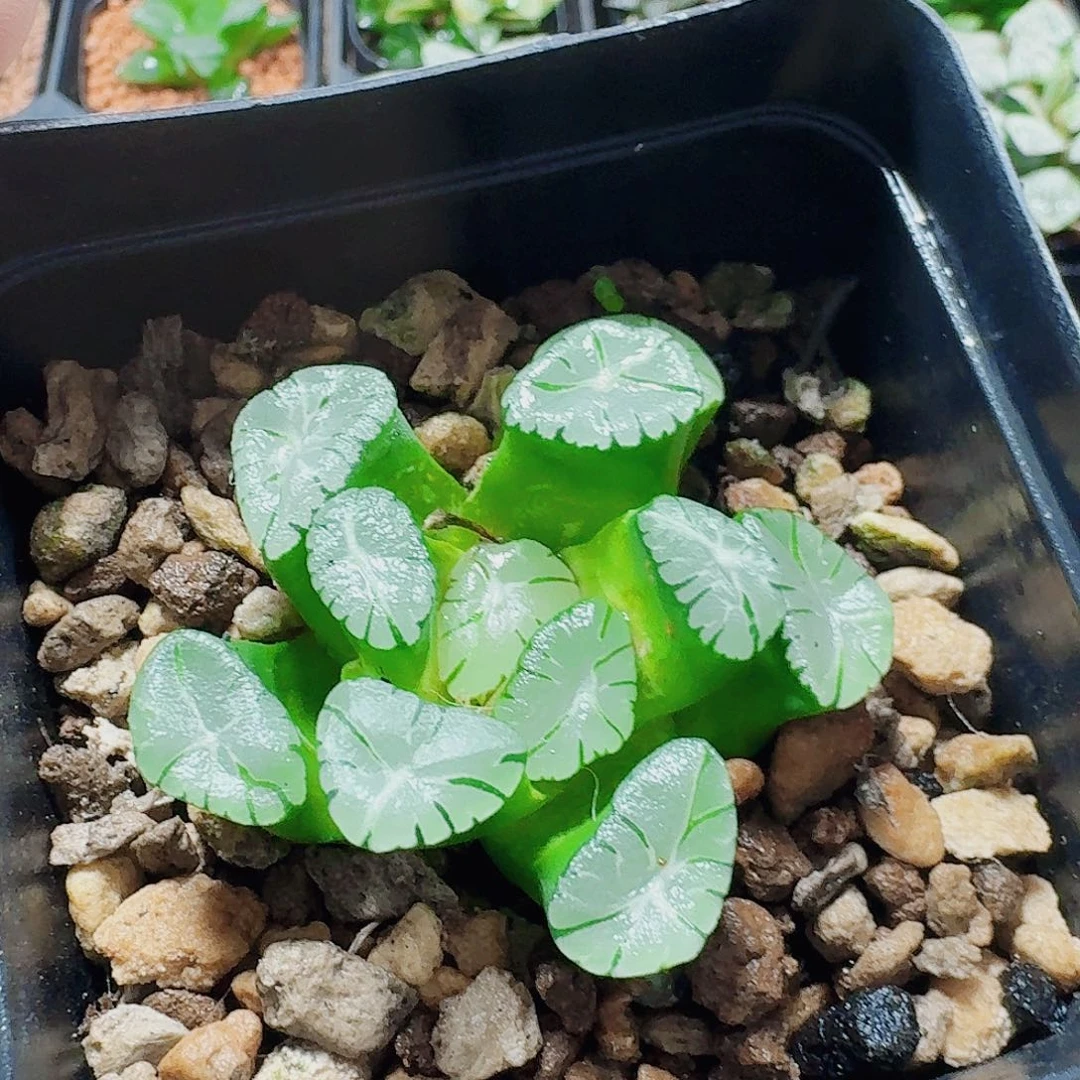 无花朵十二卷 大紫万象福利