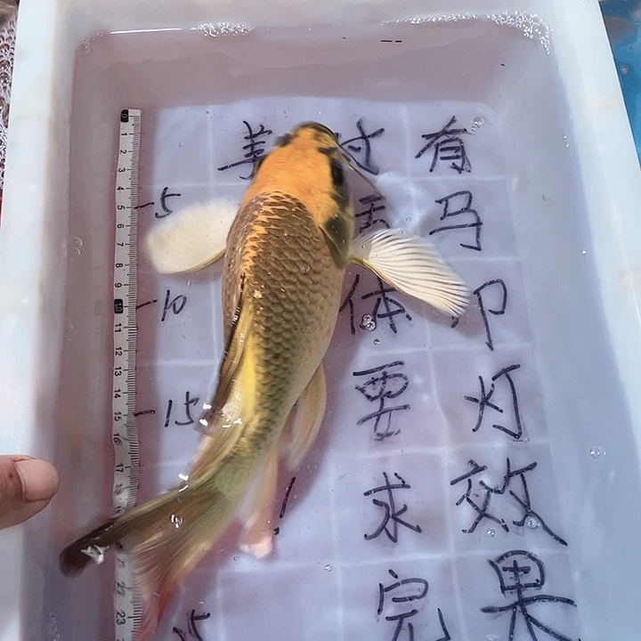 蝴蝶鲤鱼渔场直发71
