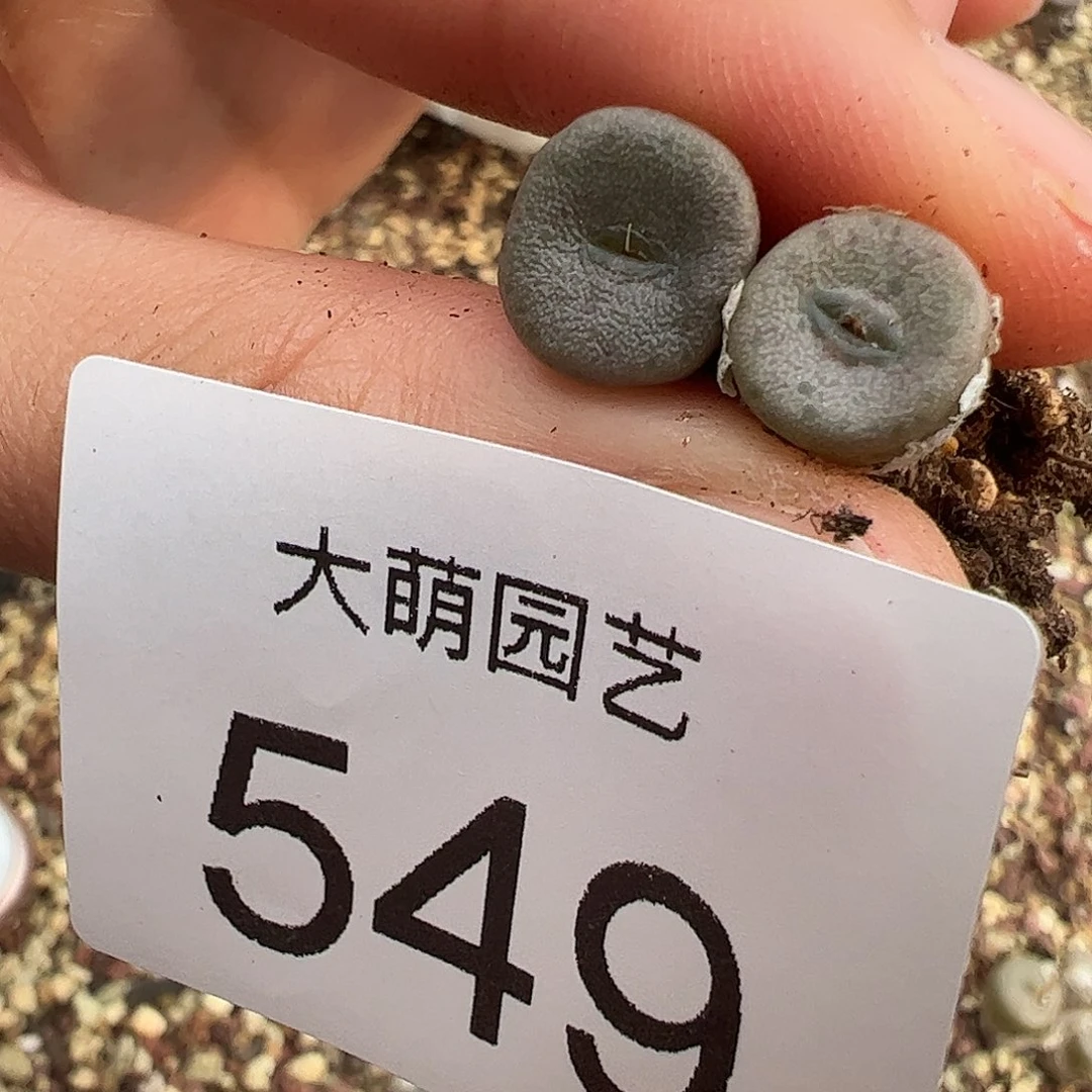 0000549量拍RY1788黄花S纽扣单头2颗