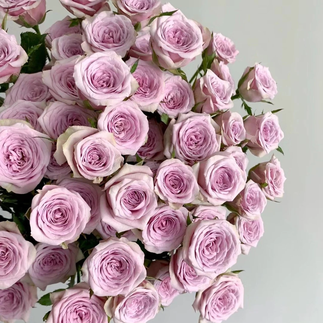 【花之物语】莱拉多头玫瑰  包邮