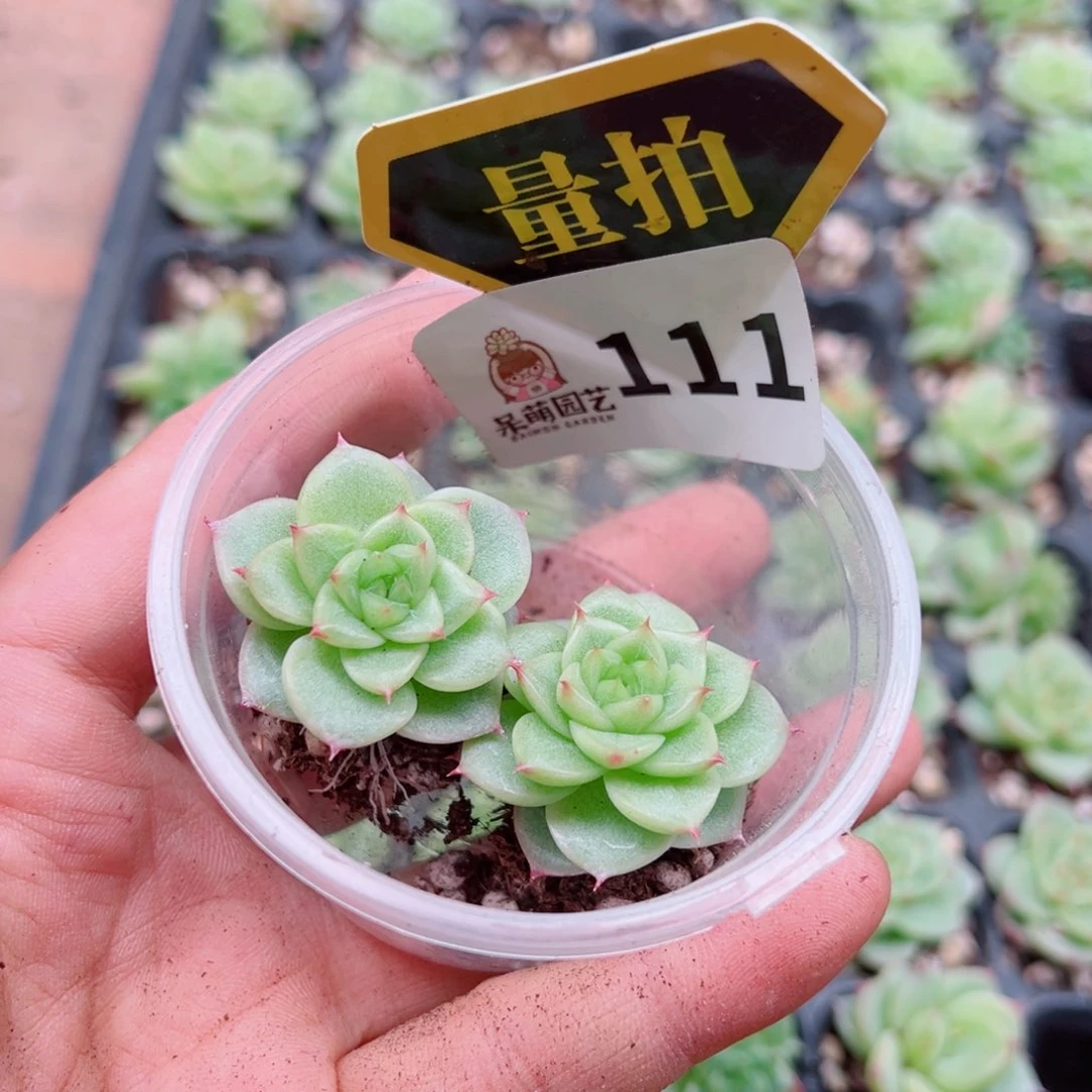 当前无花朵，栽培后可花朵