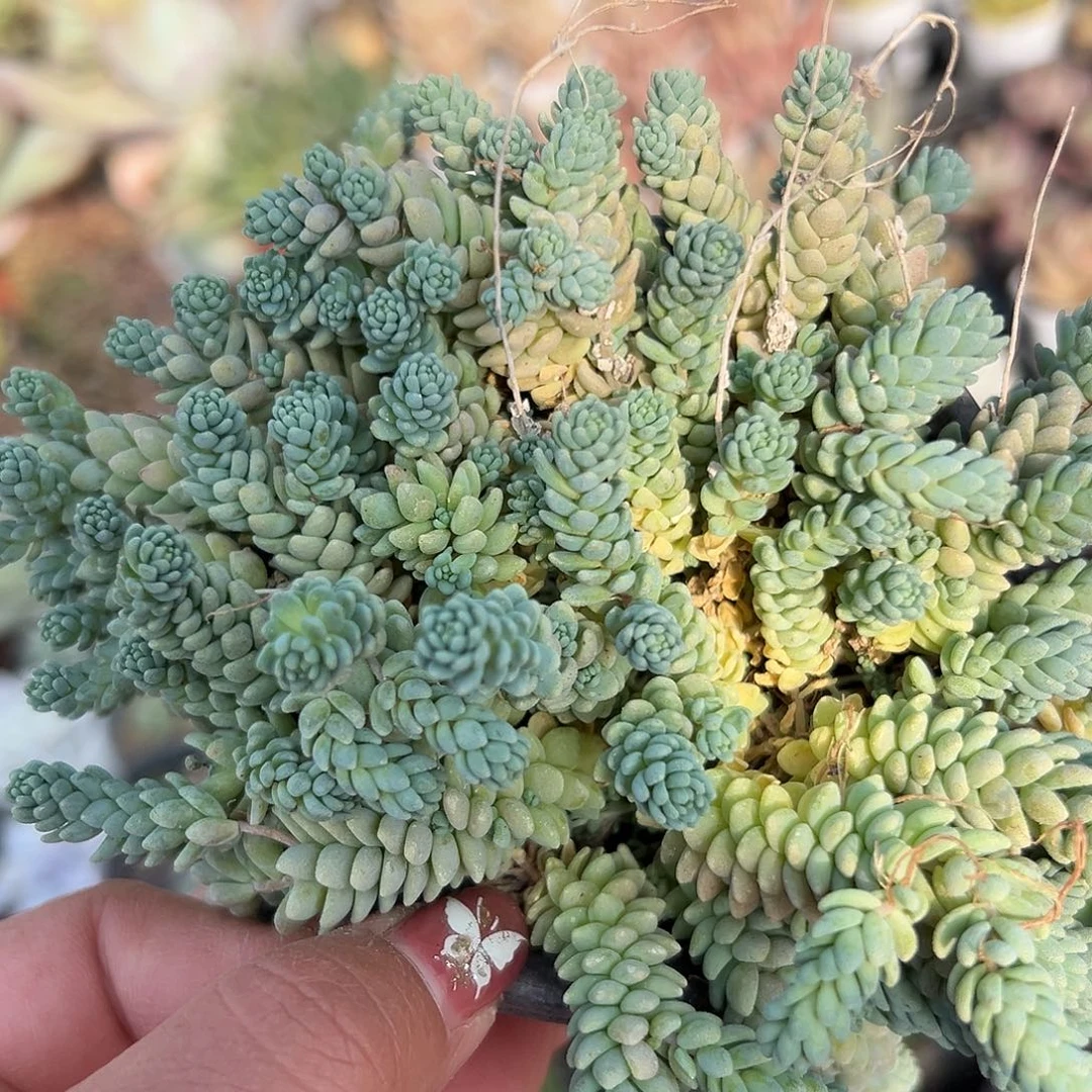 多肉植物姬星美人