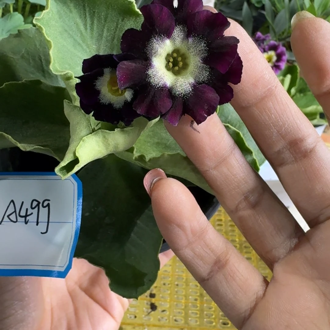 一物一拍    耳叶A499