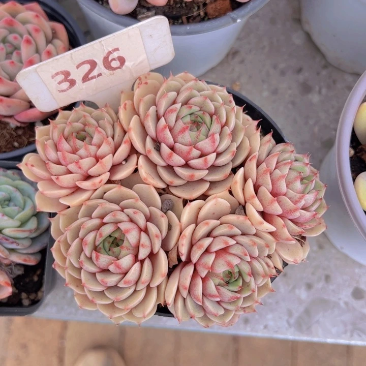 健健康康平平安安