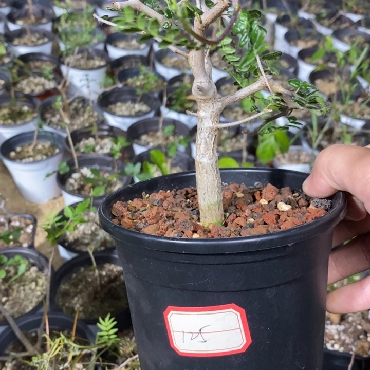 s***k滔天橄榄带盆土发货