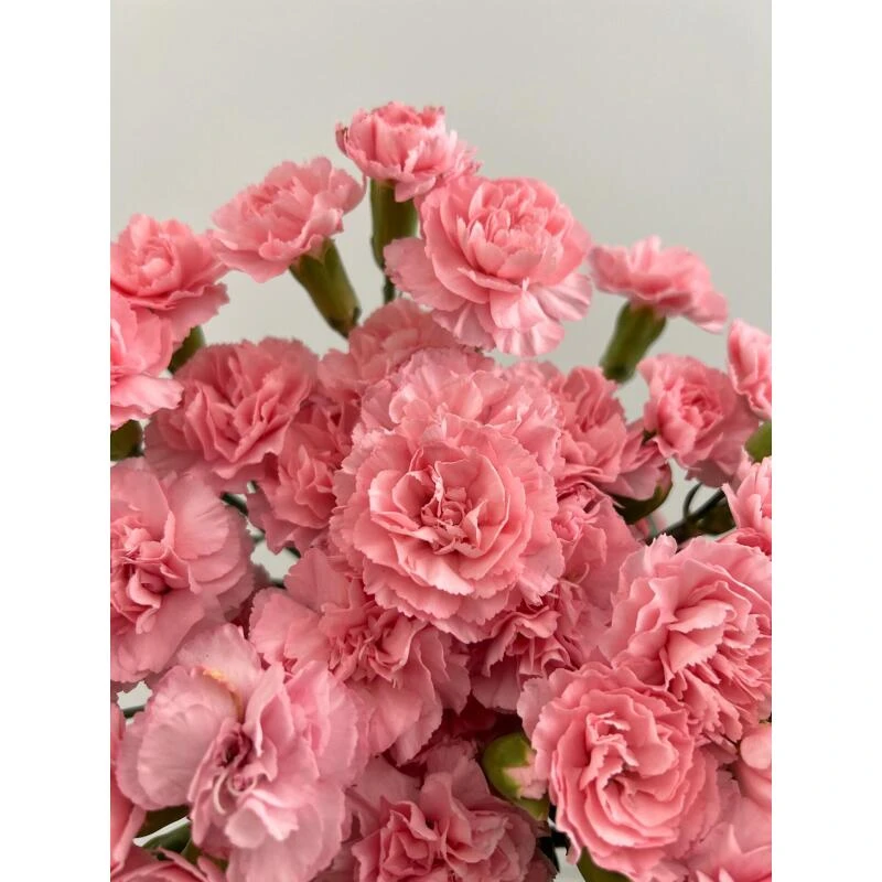 豆巴豆 多头康乃馨（两单升级空运）