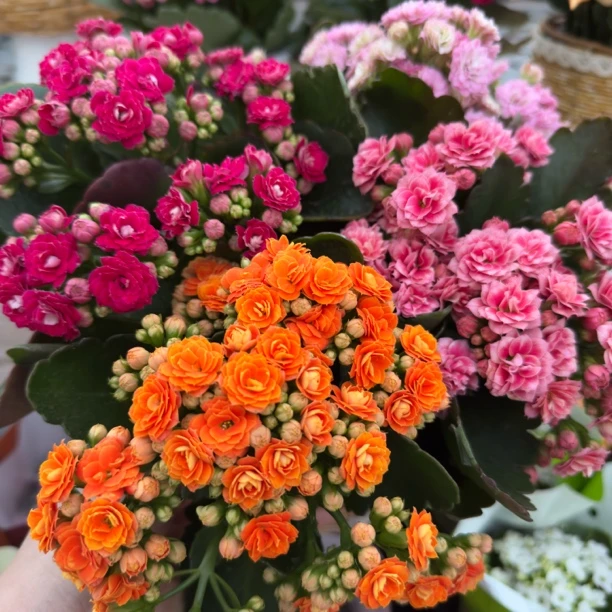 【昊景长寿花】批发5盆5色5个品种盆栽花卉室内绿植观赏植阳台客厅