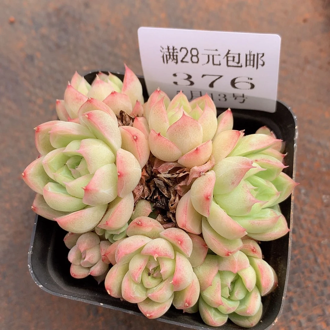 【闪购商品】云376号