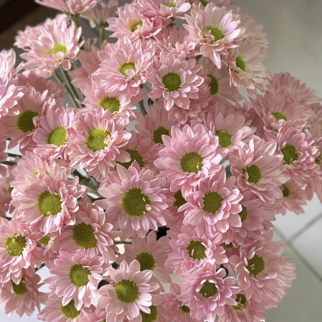 【薰衣草】高品质全店两单顺丰冷链包邮家居鲜花养护