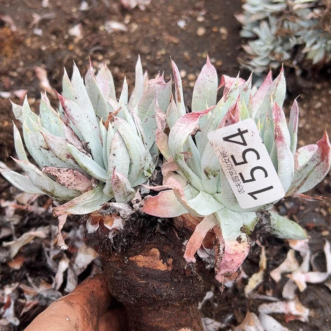 用****1白衣圣徒仙女杯多肉。