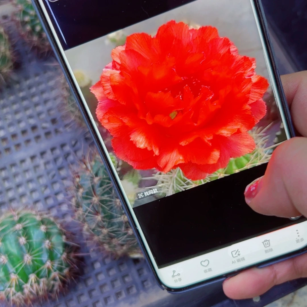 下29彩草红可可歪无根侧芽4公分左右20包邮