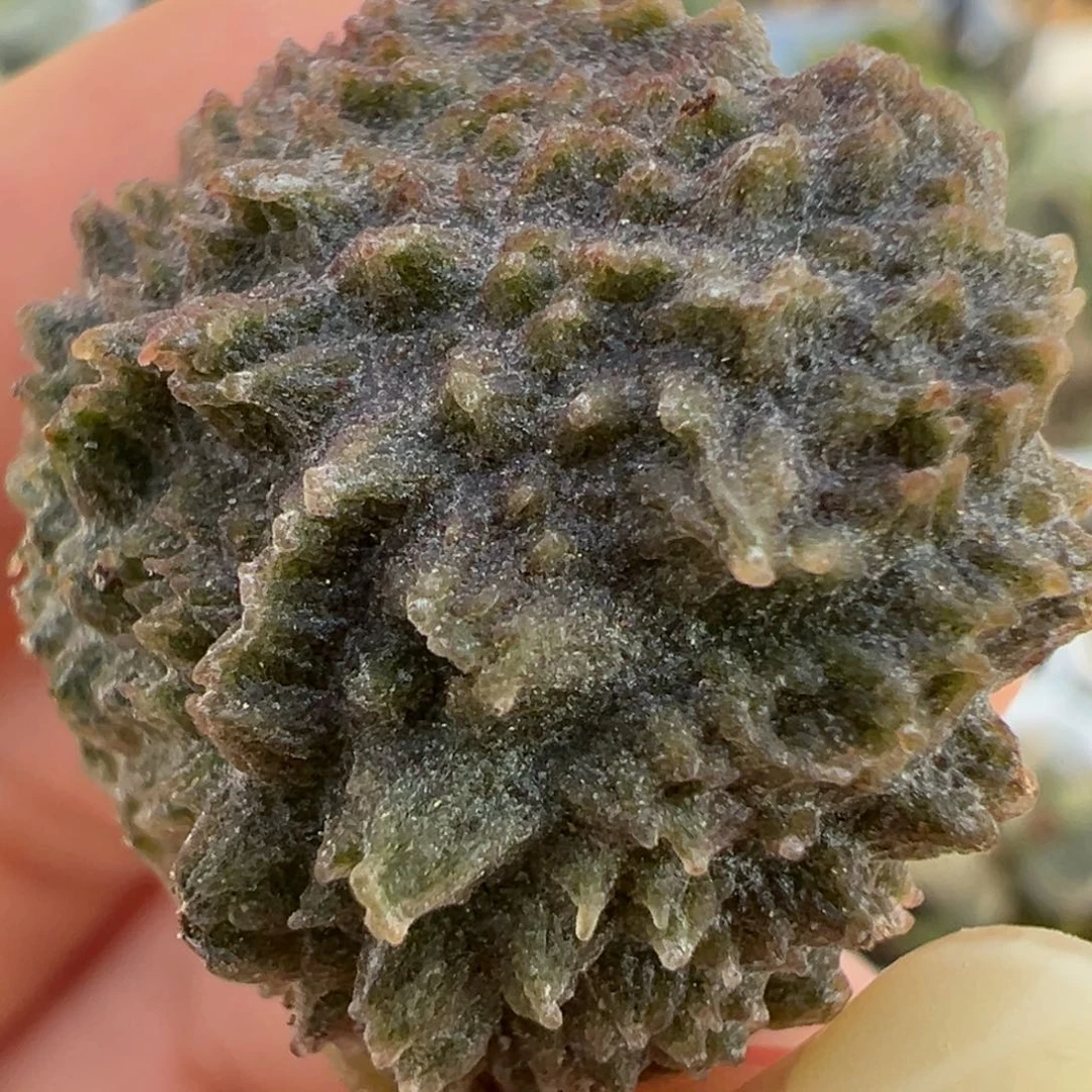 圆叶尢刺实生叶子多肉植物