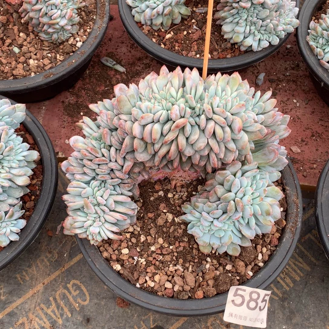 585橙子缀多肉植物