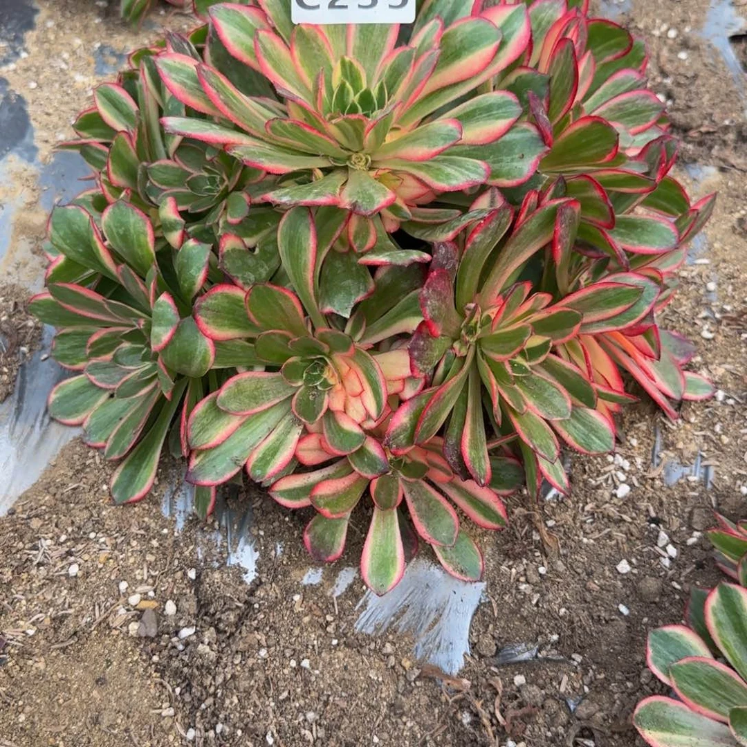 235黑魔锦。多肉植物