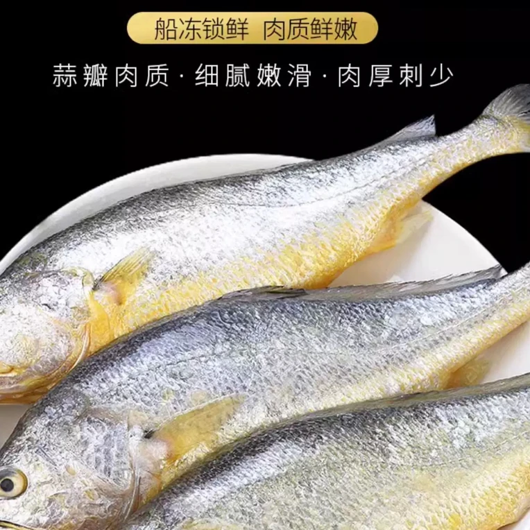 日照码头野生黄花鱼 速冻锁鲜