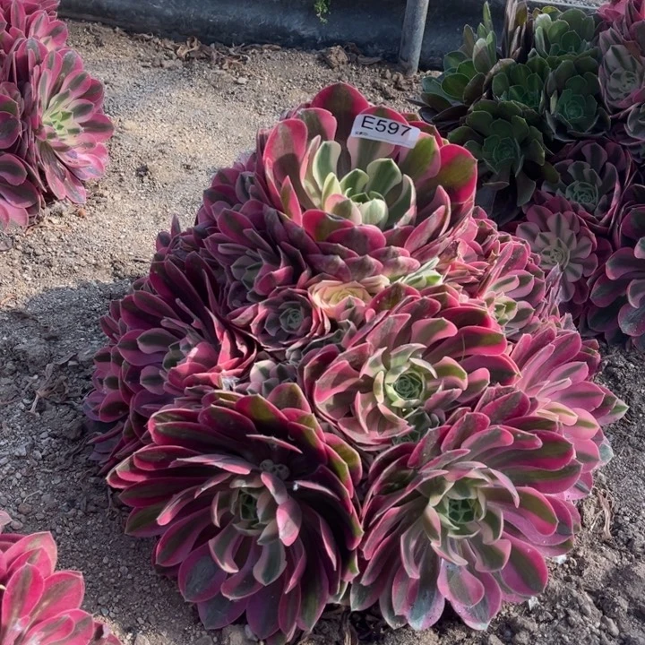 597粉女巫多肉植物