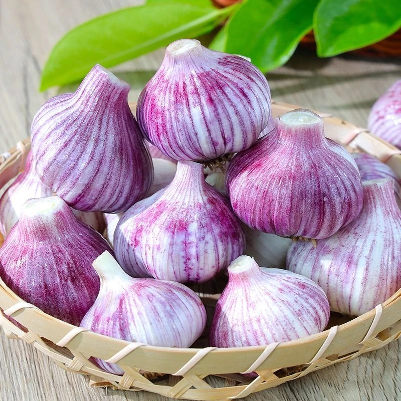 AA2025新鲜紫皮大蒜鲜蒜新鲜湿蒜嫩蒜新蒜泡糖醋蒜整箱
